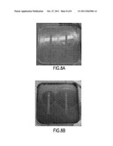 MYCOBACTERIA CULTURE MEDIUM AND METHOD INCLUDING MYCOBACTERIA OF     MYCOBACTERIUM TUBERCULOSIS COMPLEX diagram and image