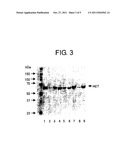 METHOD FOR PRODUCING PEPTIDES diagram and image