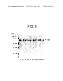 METHOD FOR PRODUCING PEPTIDES diagram and image