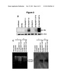 DNA REPLICON SYSTEM FOR HIGH-LEVEL RAPID PRODUCTION OF VACCINES AND     MONOCLONAL ANTIBODY THERAPEUTICS IN PLANTS diagram and image