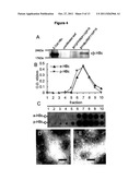 DNA REPLICON SYSTEM FOR HIGH-LEVEL RAPID PRODUCTION OF VACCINES AND     MONOCLONAL ANTIBODY THERAPEUTICS IN PLANTS diagram and image