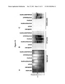 DNA REPLICON SYSTEM FOR HIGH-LEVEL RAPID PRODUCTION OF VACCINES AND     MONOCLONAL ANTIBODY THERAPEUTICS IN PLANTS diagram and image