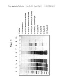 DNA REPLICON SYSTEM FOR HIGH-LEVEL RAPID PRODUCTION OF VACCINES AND     MONOCLONAL ANTIBODY THERAPEUTICS IN PLANTS diagram and image