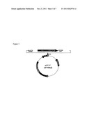 PRODUCTION OF R-a-LIPOIC ACID BY FERMENTATION USING GENETICALLY ENGINEERED     MICROORGANISMS diagram and image