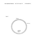 PRODUCTION OF R-a-LIPOIC ACID BY FERMENTATION USING GENETICALLY ENGINEERED     MICROORGANISMS diagram and image