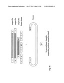 PROCESS OF CLEAN CLONING diagram and image