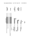 PROCESS OF CLEAN CLONING diagram and image