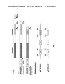 PROCESS OF CLEAN CLONING diagram and image