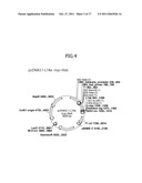 Construction of Protein-Responsive shRNA/RNAi Control System Using RNP     Motif diagram and image