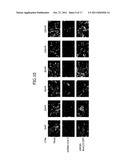 Construction of Protein-Responsive shRNA/RNAi Control System Using RNP     Motif diagram and image