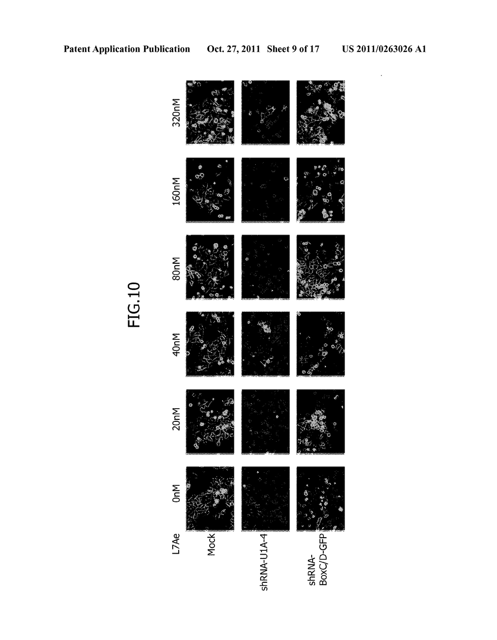 Construction of Protein-Responsive shRNA/RNAi Control System Using RNP     Motif - diagram, schematic, and image 10