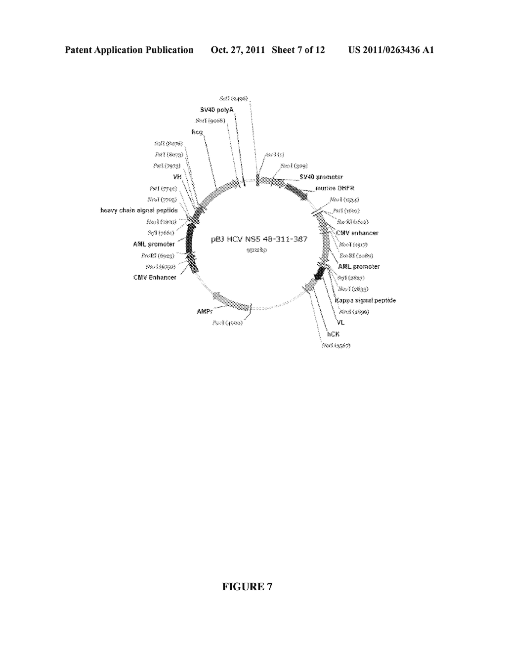 RECOMBINANT ANTIBODIES AGAINST HEPATITIS C VIRUS AND METHODS OF OBTAINING     AND USING SAME - diagram, schematic, and image 08