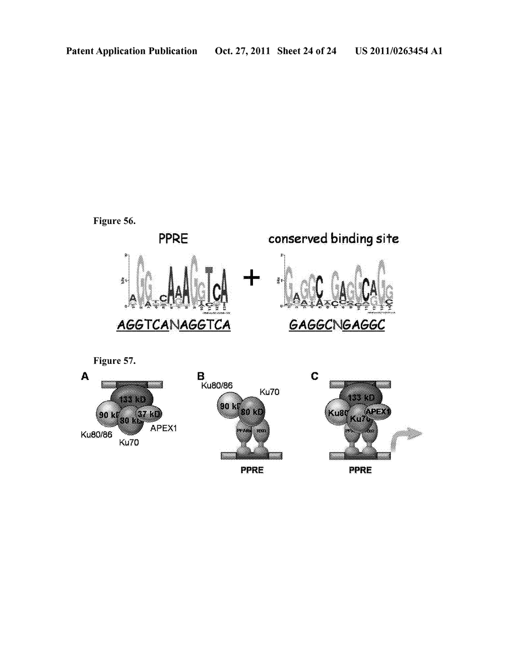 Methods of Identifying Functional Characteristics of Promoters,     Transcription Modifying Proteins and Transcription Modulating Agents - diagram, schematic, and image 25