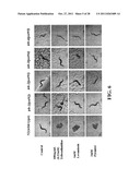 COMBINATION THERAPY TO COMBAT HELMINTH RESISTANCE diagram and image