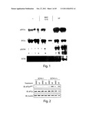 HALOFUGINONE ANALOGS FOR INHIBITION OF TRNA SYNTHETASES AND USES THEREOF diagram and image