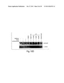 HALOFUGINONE ANALOGS FOR INHIBITION OF TRNA SYNTHETASES AND USES THEREOF diagram and image