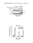 HALOFUGINONE ANALOGS FOR INHIBITION OF TRNA SYNTHETASES AND USES THEREOF diagram and image