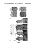 METHODS CONCERNING PPAR DELTA AND ANTAGONISTS THEREOF diagram and image