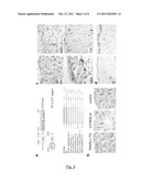 METHODS CONCERNING PPAR DELTA AND ANTAGONISTS THEREOF diagram and image