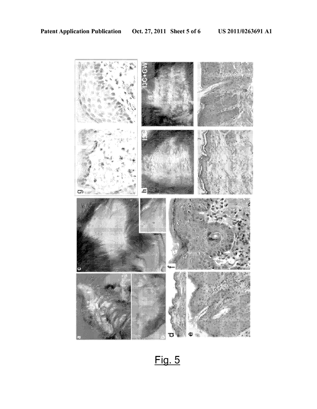 METHODS CONCERNING PPAR DELTA AND ANTAGONISTS THEREOF - diagram, schematic, and image 06