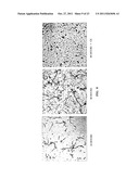 PROANTHOCYANIDINS FROM CINNAMON AND ITS WATER SOLUBLE EXTRACT INHIBIT TAU     AGGREGATION diagram and image