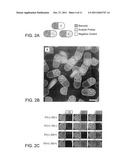 MULTIFUNCTIONAL ENCODED PARTICLES FOR HIGH-THROUGHPUT ANALYSIS diagram and image