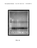 METAL-BINDING COMPOUNDS AND USES THEREFOR diagram and image