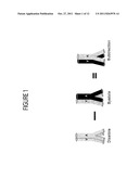 System for Non-Contrast Enhanced MR Anatomical Imaging diagram and image