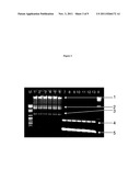 USE OF TDE FOR ISOLATION OF NUCLEIC ACIDS diagram and image