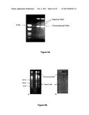 PROBIOTIC STRAIN AND ANTIMICROBIAL PEPTIDE DERIVED THEREFROM diagram and image