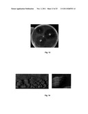 PROBIOTIC STRAIN AND ANTIMICROBIAL PEPTIDE DERIVED THEREFROM diagram and image