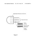 Generation of Histocompatible Tissues Using Nuclear Transplantation diagram and image