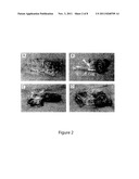 Generation of Histocompatible Tissues Using Nuclear Transplantation diagram and image