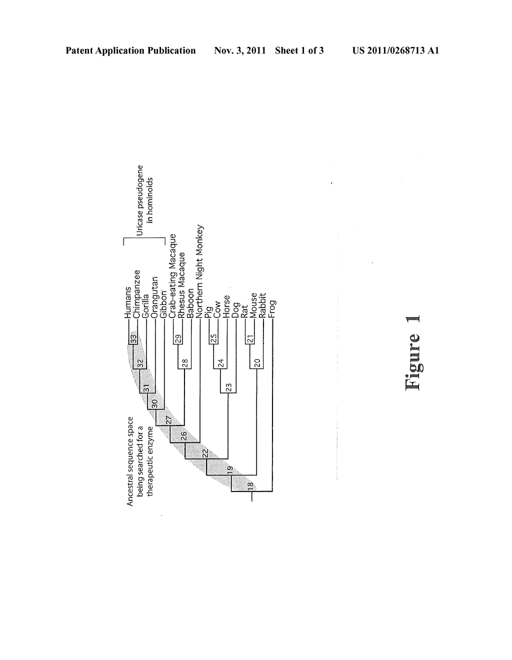 Variants of Ancestral Uricases and Uses Thereof - diagram, schematic, and image 02