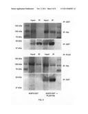 Ocular compositions containing dioleoylphosphatidylglycerol and uses     thereof diagram and image