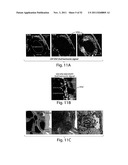 ADJUVANT INCORPORATION IN IMMUNONANOTHERAPEUTICS diagram and image