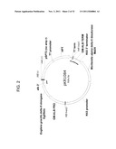 PRODUCTION OF ARACHIDONIC ACID IN OILSEED PLANTS diagram and image