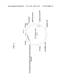 PRODUCTION OF ARACHIDONIC ACID IN OILSEED PLANTS diagram and image