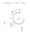 PRODUCTION OF ARACHIDONIC ACID IN OILSEED PLANTS diagram and image