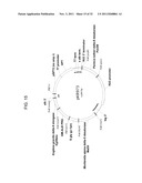 PRODUCTION OF ARACHIDONIC ACID IN OILSEED PLANTS diagram and image