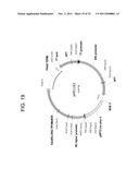 PRODUCTION OF ARACHIDONIC ACID IN OILSEED PLANTS diagram and image