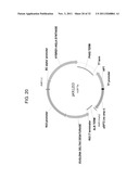 PRODUCTION OF ARACHIDONIC ACID IN OILSEED PLANTS diagram and image