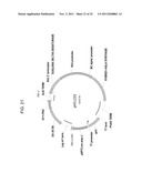 PRODUCTION OF ARACHIDONIC ACID IN OILSEED PLANTS diagram and image