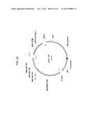 PRODUCTION OF ARACHIDONIC ACID IN OILSEED PLANTS diagram and image