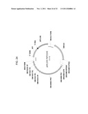 PRODUCTION OF ARACHIDONIC ACID IN OILSEED PLANTS diagram and image