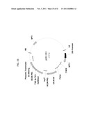 PRODUCTION OF ARACHIDONIC ACID IN OILSEED PLANTS diagram and image