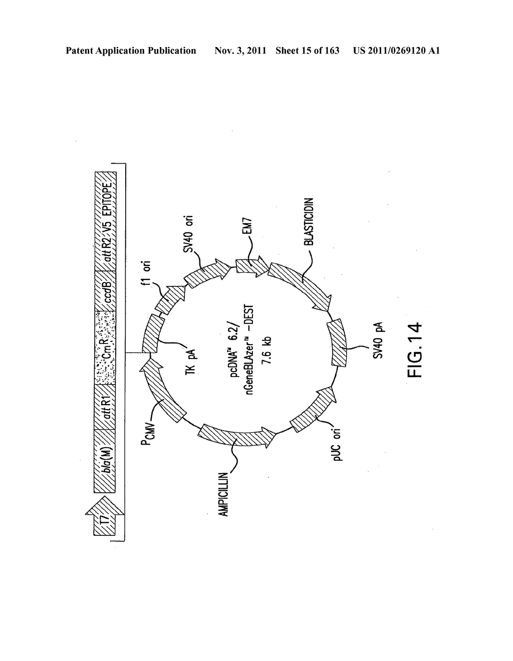 METHODS AND COMPOSITIONS FOR DETECTING PROMOTER ACTIVITY AND EXPRESSING     FUSIONPROTEINS - diagram, schematic, and image 16