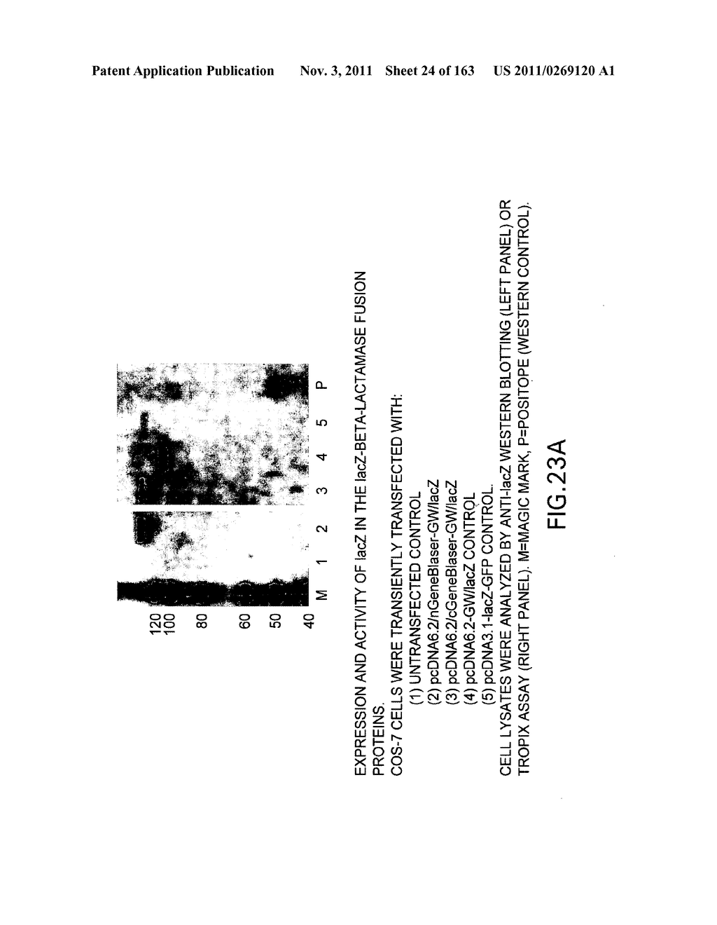 METHODS AND COMPOSITIONS FOR DETECTING PROMOTER ACTIVITY AND EXPRESSING     FUSIONPROTEINS - diagram, schematic, and image 25