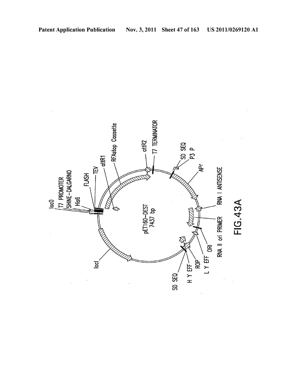 METHODS AND COMPOSITIONS FOR DETECTING PROMOTER ACTIVITY AND EXPRESSING     FUSIONPROTEINS - diagram, schematic, and image 48