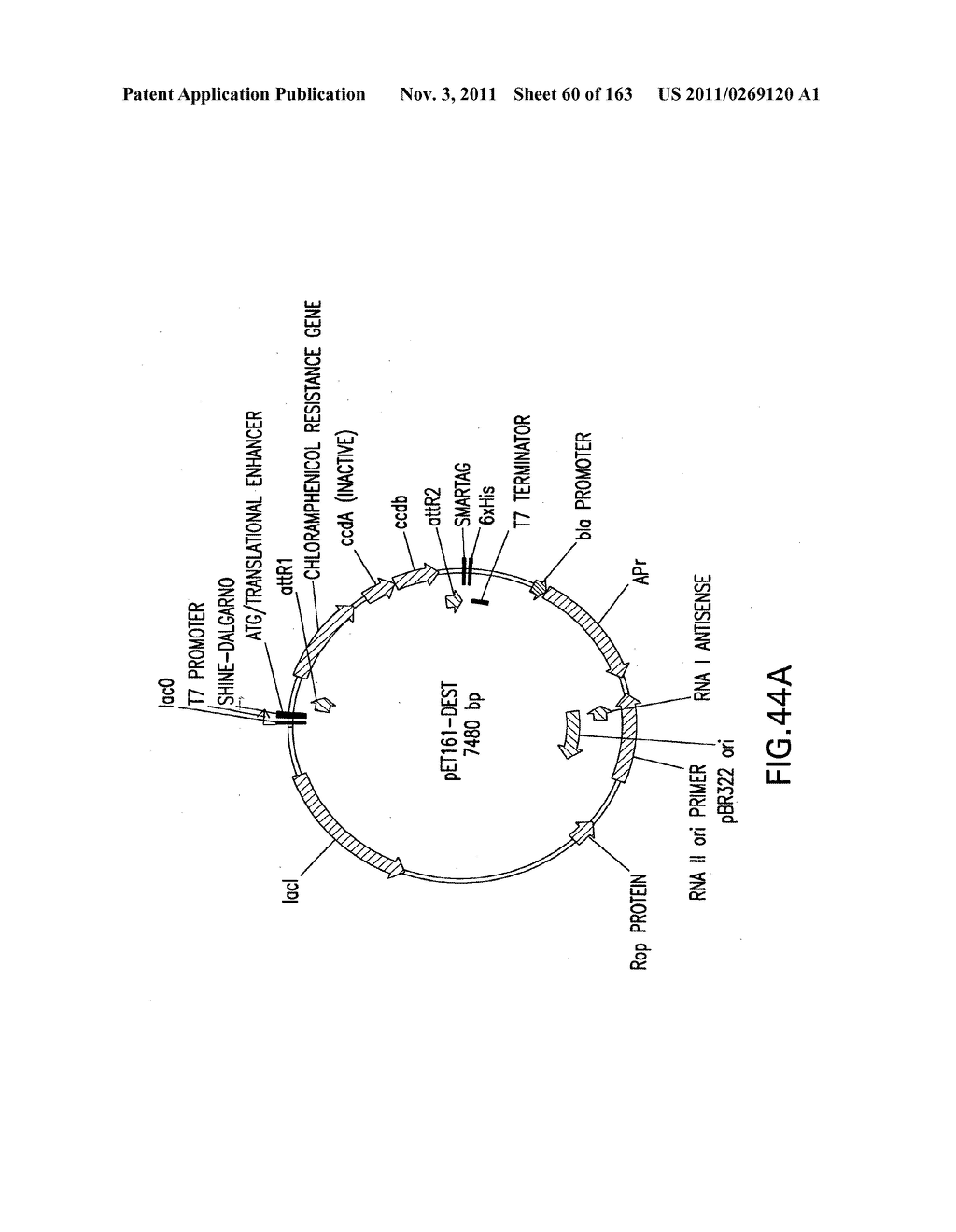 METHODS AND COMPOSITIONS FOR DETECTING PROMOTER ACTIVITY AND EXPRESSING     FUSIONPROTEINS - diagram, schematic, and image 61